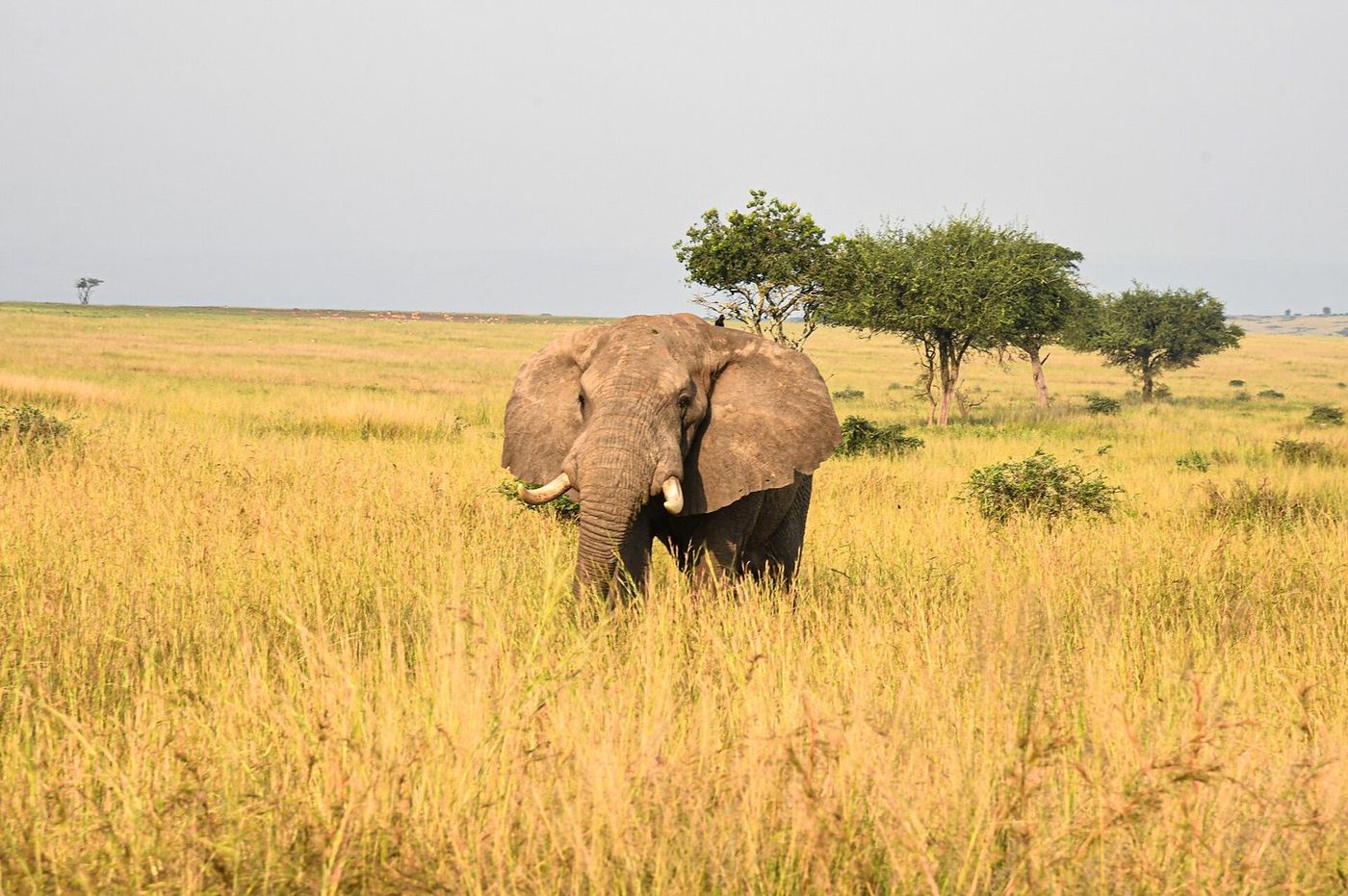 Habituation & Queen Elizabeth Safari