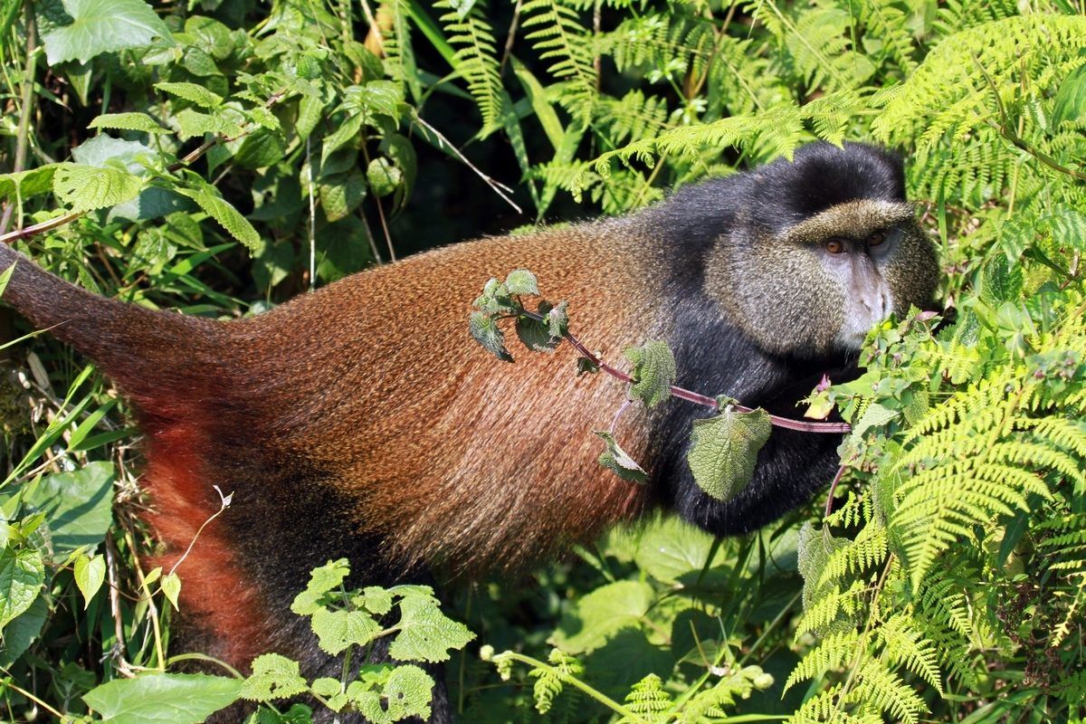 Golden monkey in the bamboo forest of the Virunga volcanoes