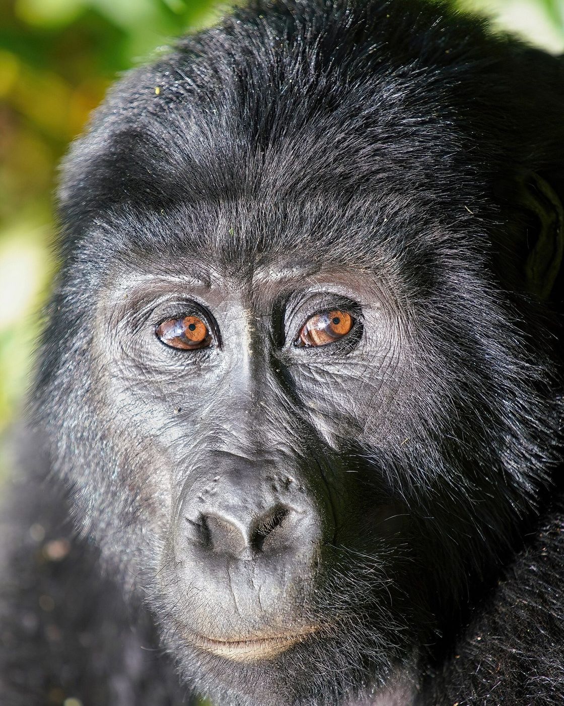 The Gorilla Habituation Experience