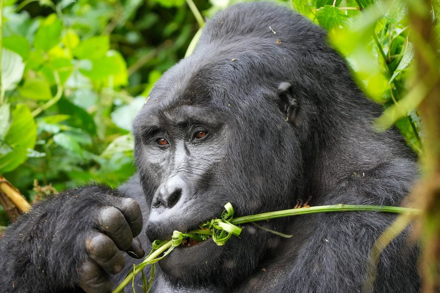 Placeholder image: gorilla family in Bwindi