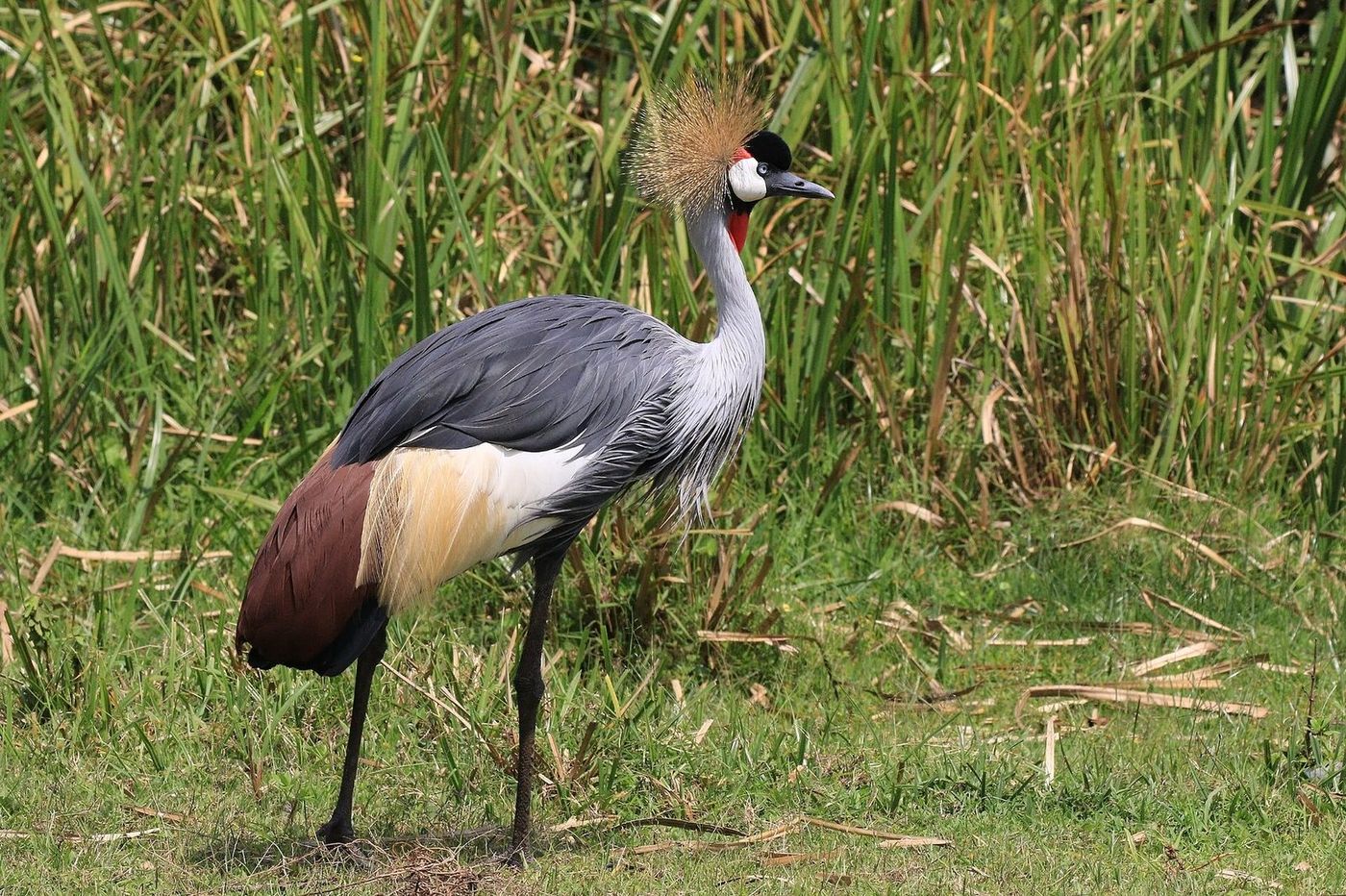 Habituation & Queen Elizabeth Safari