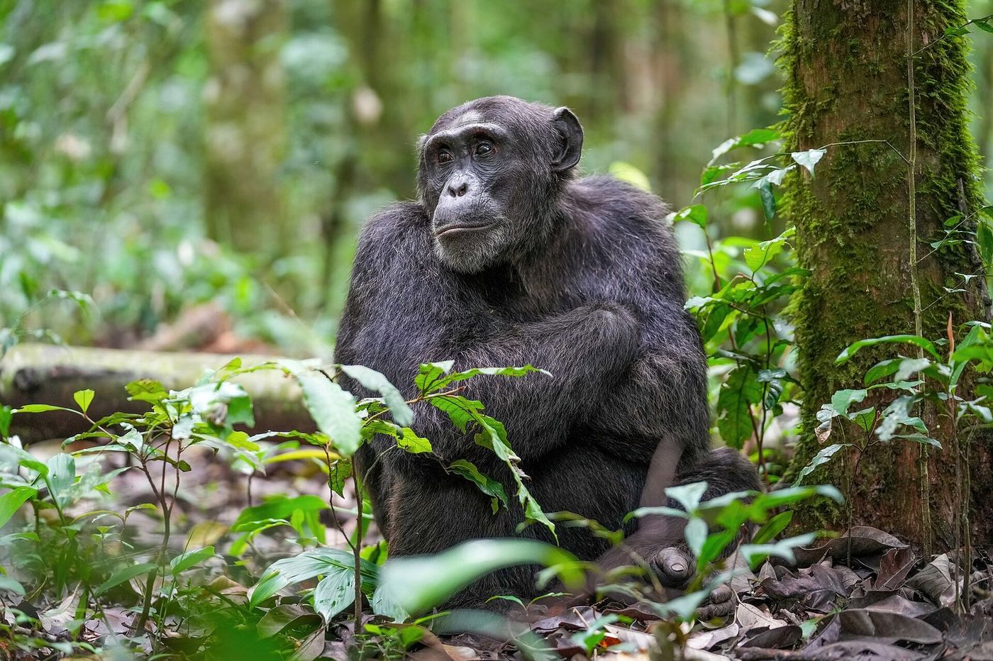 Placeholder image: chimpanzee in Kibale