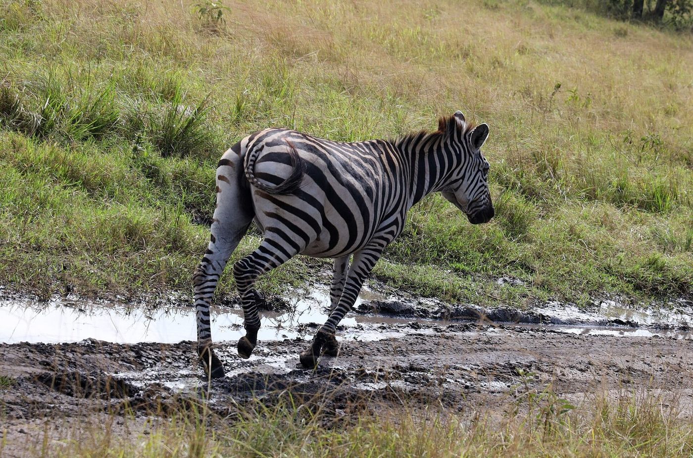 Placeholder image: zebra at Lake Mburo