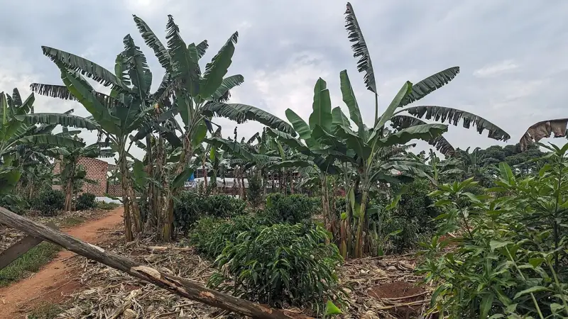 Coffee and banana plantation in rural Uganda