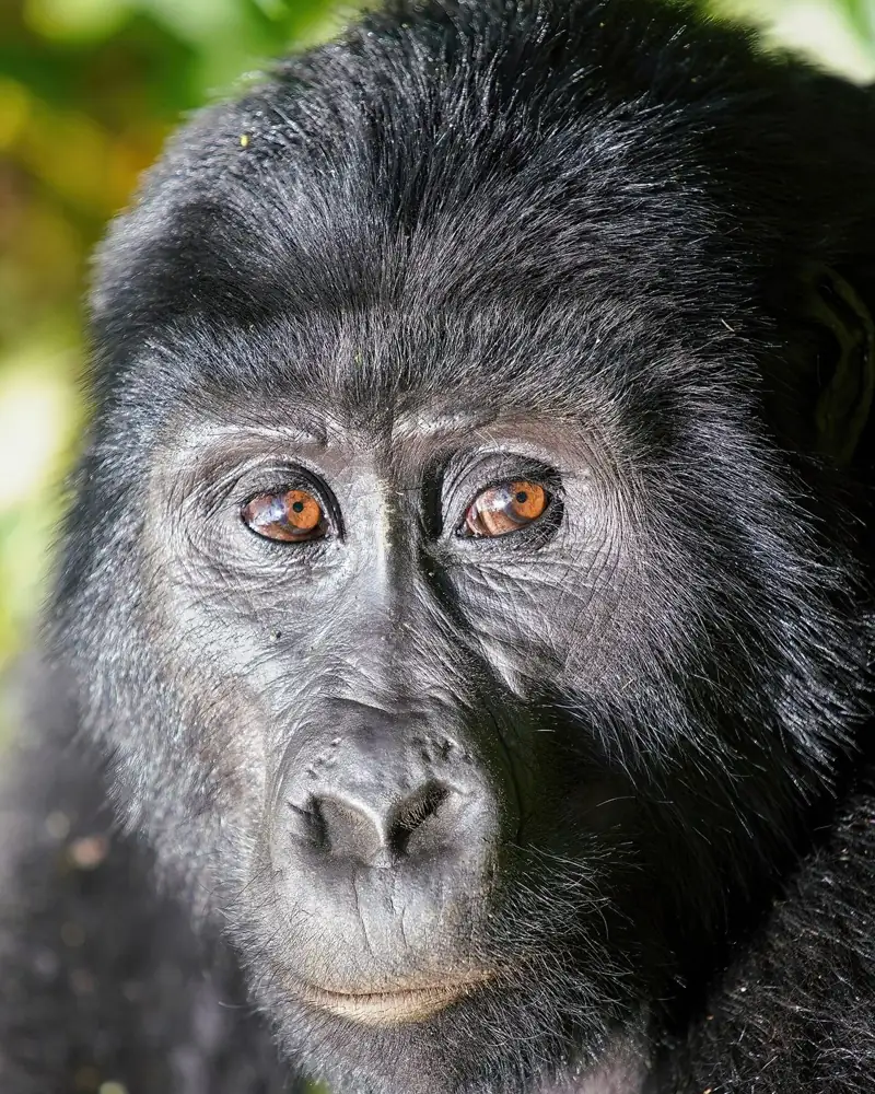 Close-up portrait of a mountain gorilla's face