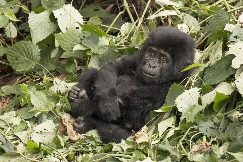Young mountain gorilla of the Mubare family in Bwindi