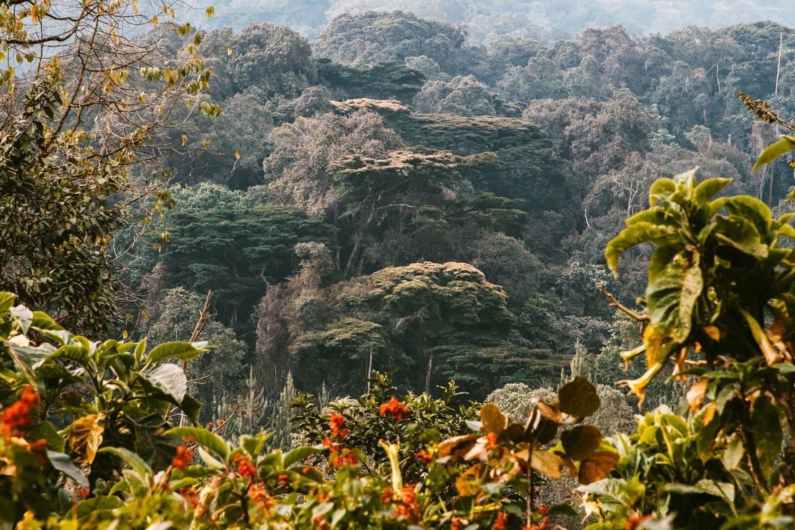 View over the Bwindi forest canopy from Gorilla Safari Lodge, Rushaga
